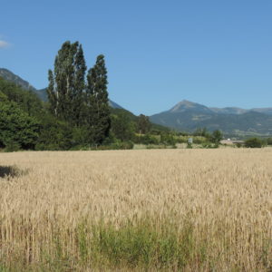 Champ de blé